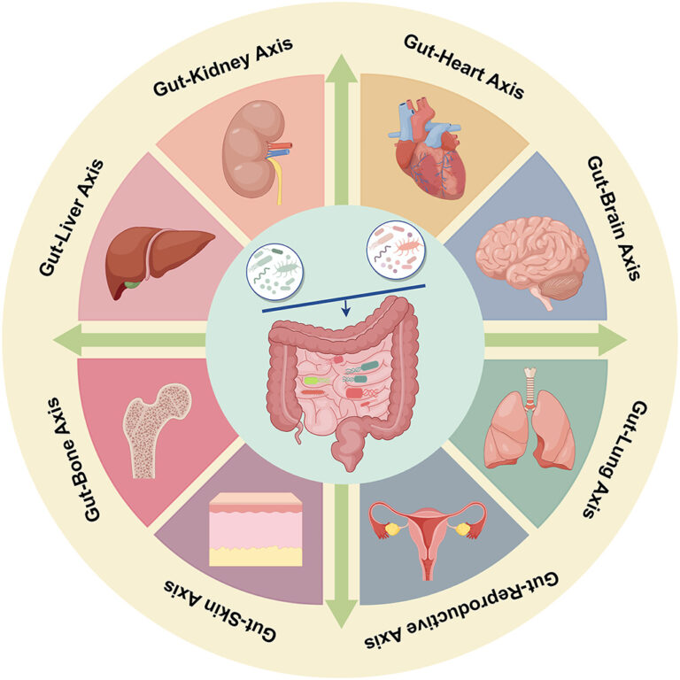 The gut-heart connection and the role of microbiota in heart failure ...